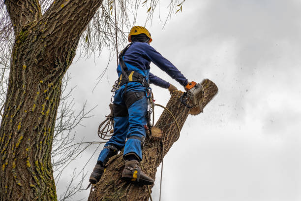 Best Commercial Tree Services  in Greenville, IN