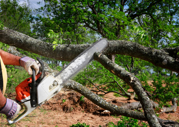 How Our Tree Care Process Works  in  Greenville, IN